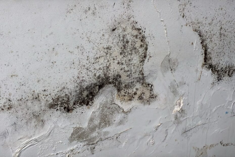 Parede com manchas escuras de umidade e mofo antes do tratamento